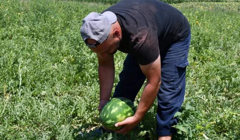 Bol sulu, eşsiz lezzetli! Kırklareli’nde hasat tek tek seçerek yapılıyor