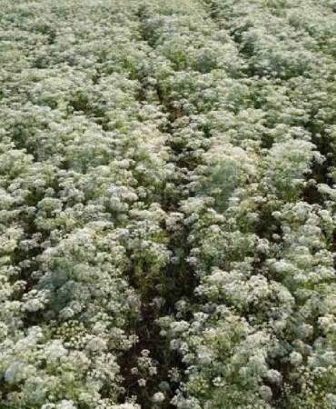 Denizli’de aylık 150 ton işleniyor! ABD ve Orta Doğu’ya hem kendisi hem yağı ihraç ediliyor