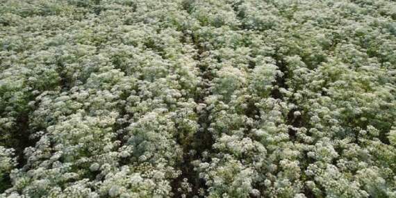 Denizli’de aylık 150 ton işleniyor! ABD ve Orta Doğu’ya hem kendisi hem yağı ihraç ediliyor