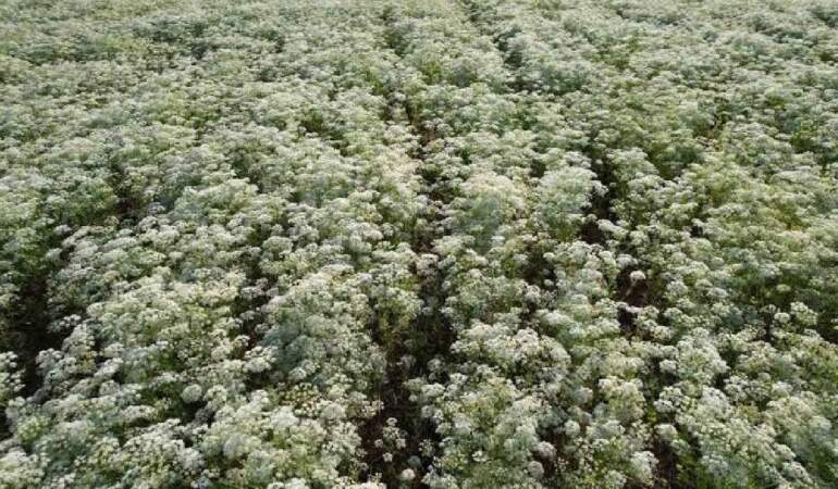 Denizli’de aylık 150 ton işleniyor! ABD ve Orta Doğu’ya hem kendisi hem yağı ihraç ediliyor