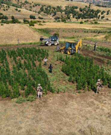 Diyarbakır’da yasa dışı kenevir operasyonu: 9,1 tonluk üretim engellendi