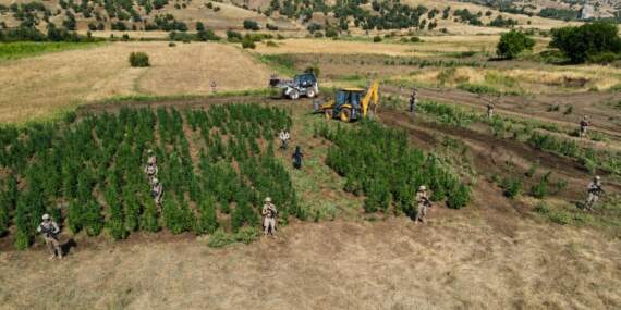 Diyarbakır’da yasa dışı kenevir operasyonu: 9,1 tonluk üretim engellendi
