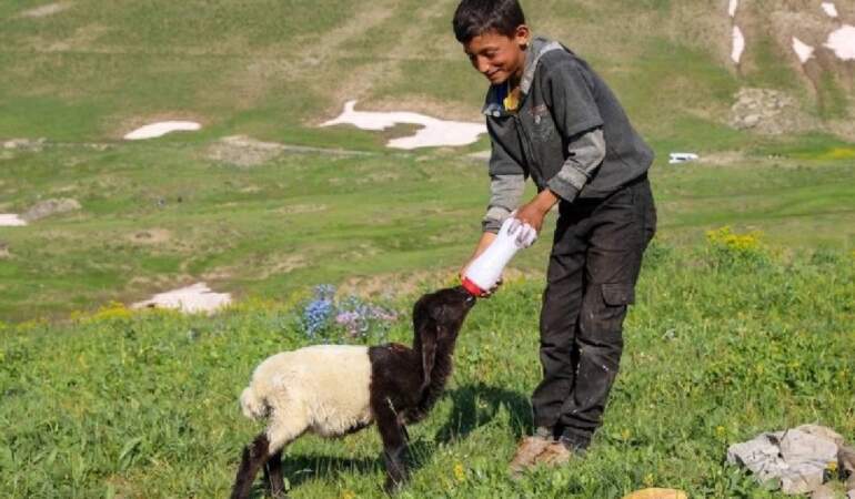 2.625 rakımda bereket yağışı! Meralarda ot çoğaldı, sütte verim 10 katına çıktı