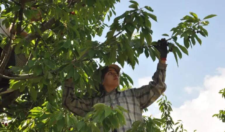 1600 rakımda yükseklerden toplanıyor! 396 tonluk hasat başladı