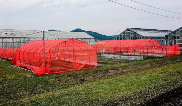 Tarımda devrim yaratacak yenilik! ‘Tül teknolojisi’ pestisit sorununu çözecek