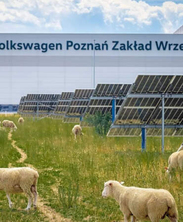 Çim biçme makineleri rafa kalktı: Volkswagen, fabrikasında yüzlerce koyun görevlendirdi