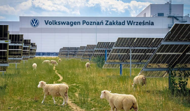 Çim biçme makineleri rafa kalktı: Volkswagen, fabrikasında yüzlerce koyun görevlendirdi