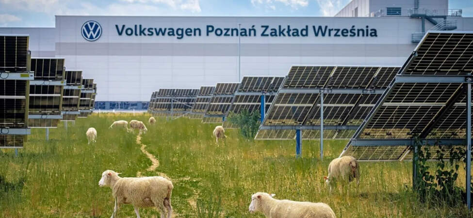 Çim biçme makineleri rafa kalktı: Volkswagen, fabrikasında yüzlerce koyun görevlendirdi