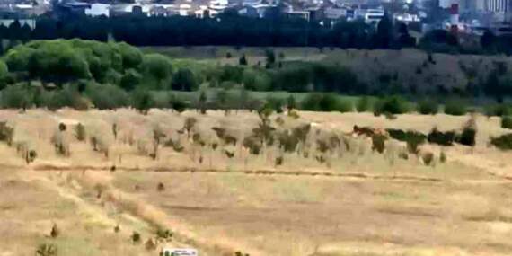 Ankara’da Ot Yangını Kontrol Altında