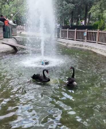 Kuğulu Park’ta 4 Yeni Yavru Kuğu