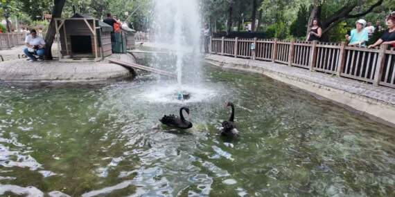 Kuğulu Park’ta 4 Yeni Yavru Kuğu