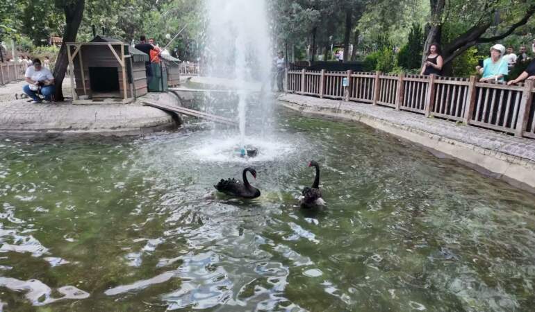 Kuğulu Park’ta 4 Yeni Yavru Kuğu