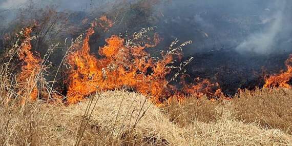 Beypazarı’nda Yangın: 50 Dönüm Buğday Tarlası Zarar Gördü