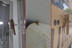İstanbul’daki ‘İstila’ Gizemi Çözüldü: O Çekirgeler ‘Tanıdık’ Çıktı