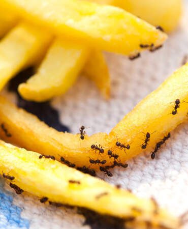 Michelin Yıldızlı Şefe ‘Karınca’ Şoku: Lüks Restoranda Rezalet Hapisle Bitti