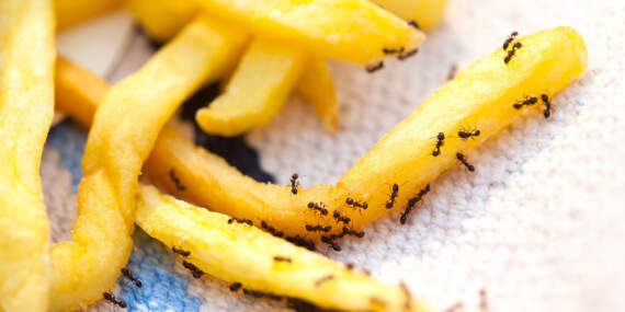 Michelin Yıldızlı Şefe ‘Karınca’ Şoku: Lüks Restoranda Rezalet Hapisle Bitti