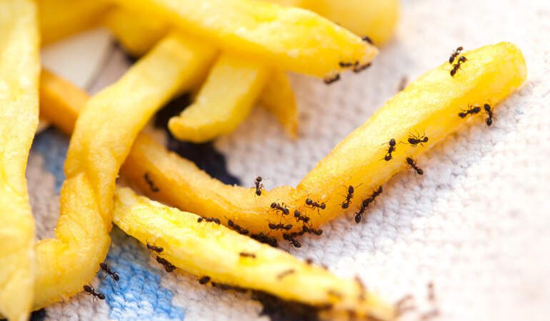 Michelin Yıldızlı Şefe ‘Karınca’ Şoku: Lüks Restoranda Rezalet Hapisle Bitti