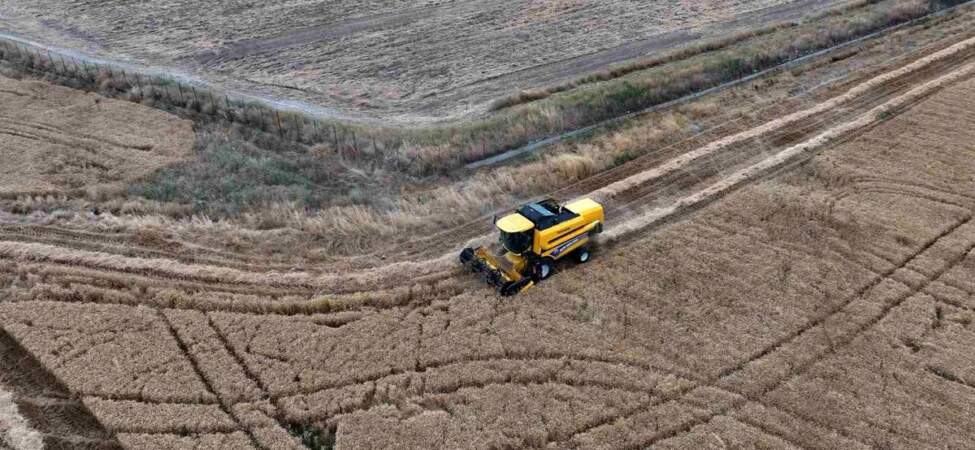 Sincan’da tahıl hasadı başladı