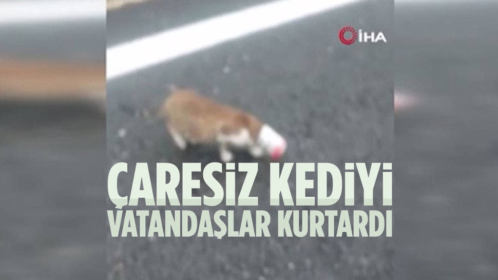 Başkentte Kafasına Konserve Kutusu Sıkışan Kediyi Vatandaşlar Kurtardı