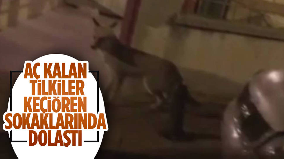 Ankara’da Aç Kalan Tilkiler Şehre Indi