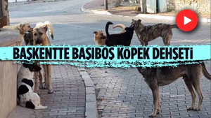Ankara’da Bir Kişiye 8 Köpek Saldırdı