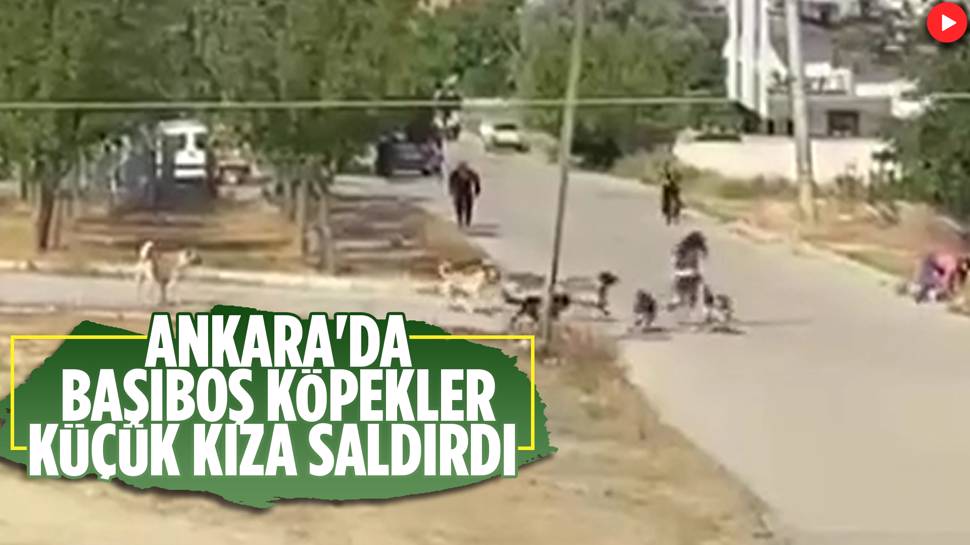 Ankara’da Köpek Sürüsü Kız Çocuğuna Saldırdı