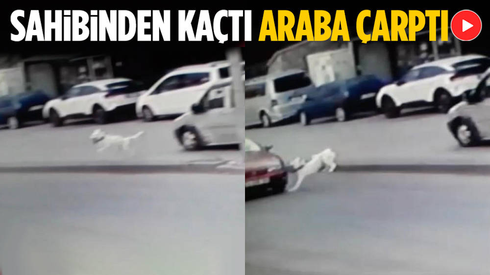 Ankara’da Köpek Yola Atlayınca Araba Çarptı