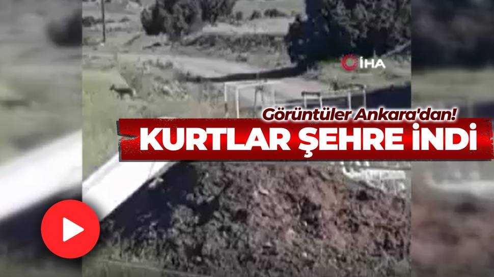 Ankara’da Kurtlar Şehre Indi