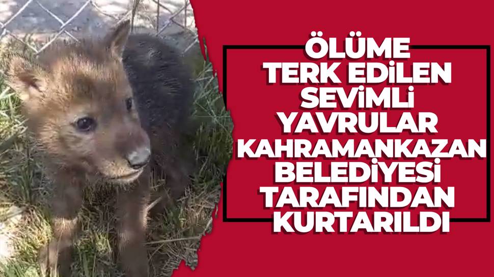 Ankara’da Ölüme Terkedilen 4 Kurt Yavrusu Yaşama Tutundu