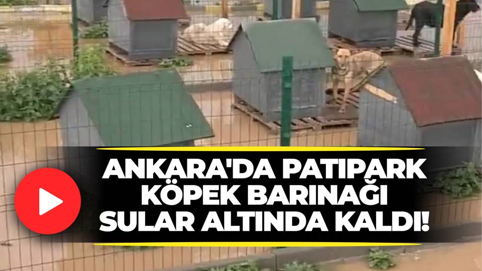 Ankara’da Patipark Köpek Barınağı Sular Altında Kaldı!