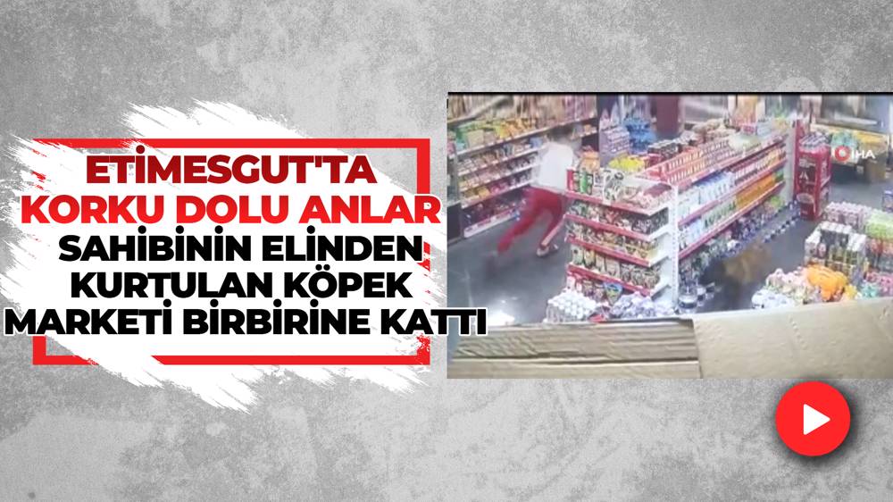 Ankara’da Sahibinin Elinden Kurtulan Köpek Ortalığı Birbirine Kattı