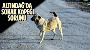 Ankara’da Sokak Köpeği Rahatsızlığı