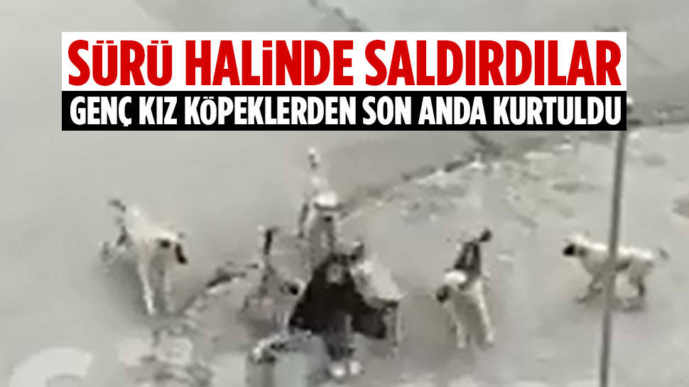 Ankara’da Sokak Köpeği Saldırısı Kamerada