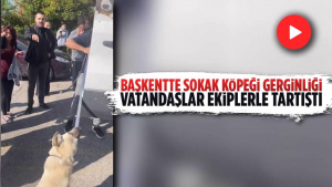 Ankara’da Sokak Köpeklerini Toplayan Ekiplere Tepki