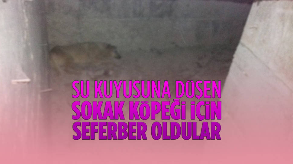 Ankara’da Su Kuyusuna Düşen Köpek Kurtarıldı