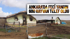 Ankara’da Yangın! Çok Sayıda Hayvan Telef Oldu