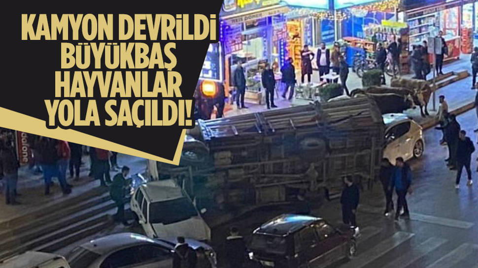 Ankara’nın Akyurt Ilçesinde Feci Kaza: Hayvan Yüklü Kamyon Devrildi!