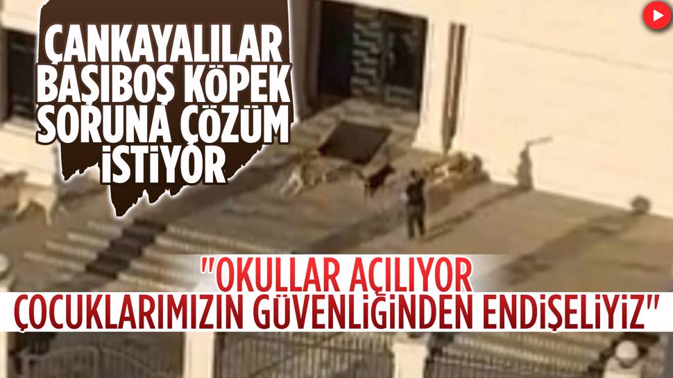 Çankaya’da Köpek Sorunu! Vatandaşlar Çözüm Istiyor