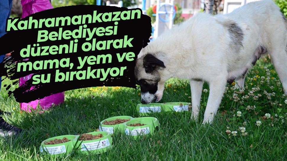 Kahramankazan Belediyesi Düzenli Olarak Mama, Yem Ve Su Bırakıyor