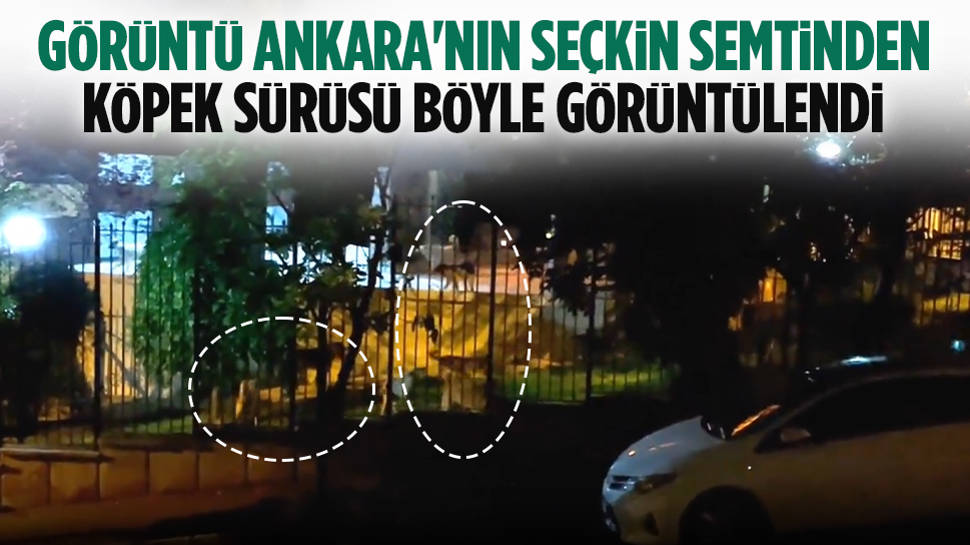 Köpek Sürüsü Böyle Görüntülendi