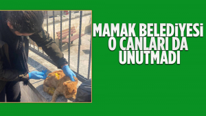 Mamak Belediyesi Deprem Bölgesinde Hayvanları Da Unutmadı