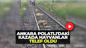 Polatlı’da Tren Koyun Sürüsüne Çarptı: 16 Küçükbaş Hayvan Telef Oldu