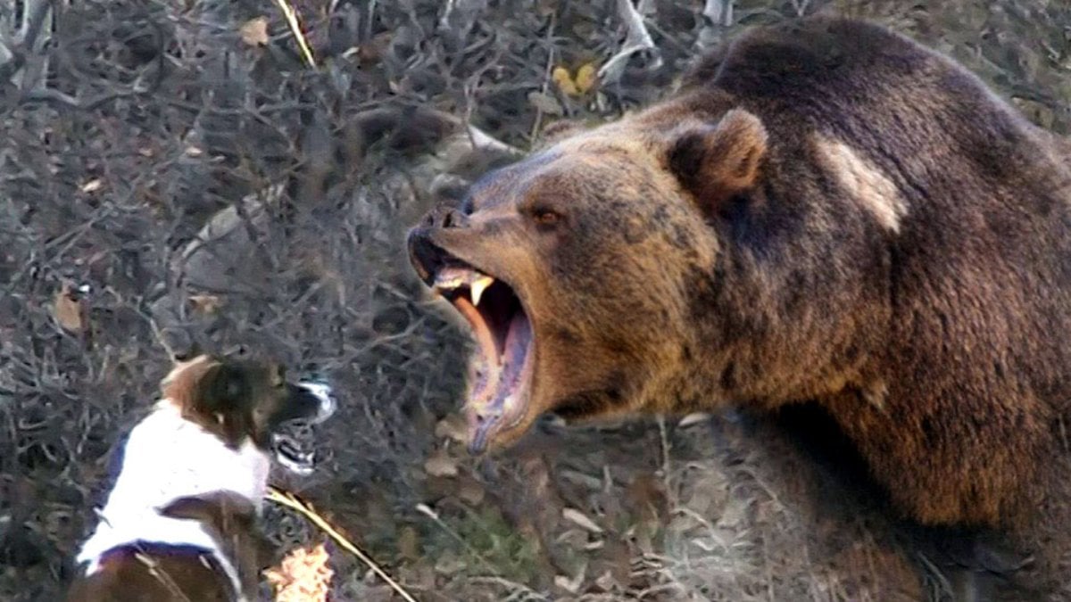 Yaklaşanı bin parçaya bölüyor! Dev cüssesiyle uykusundan pat diye uyandı! Çok dikkat edin: Merak edilen soru yanıt buldu