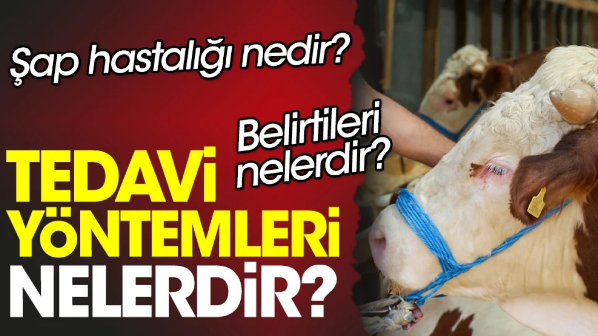 Şap Hastalığı Nedir?