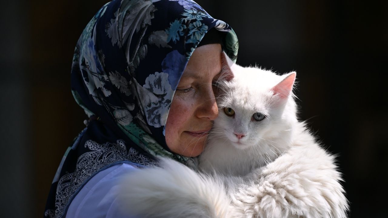 Ankara kedisi ‘patilerini’ Ayasofya’ya basacak!