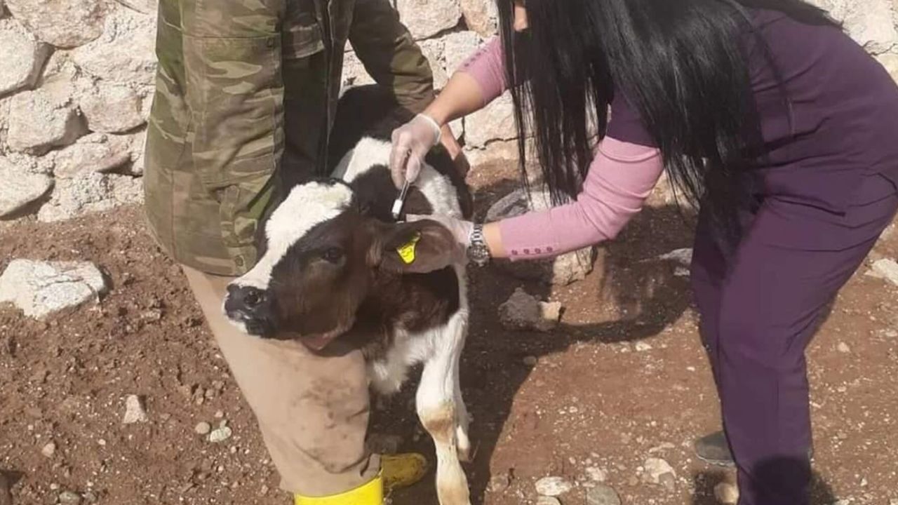 Birçok ilçede şap karantinaları başladı: Hayvanların geçişine izin verilmiyor