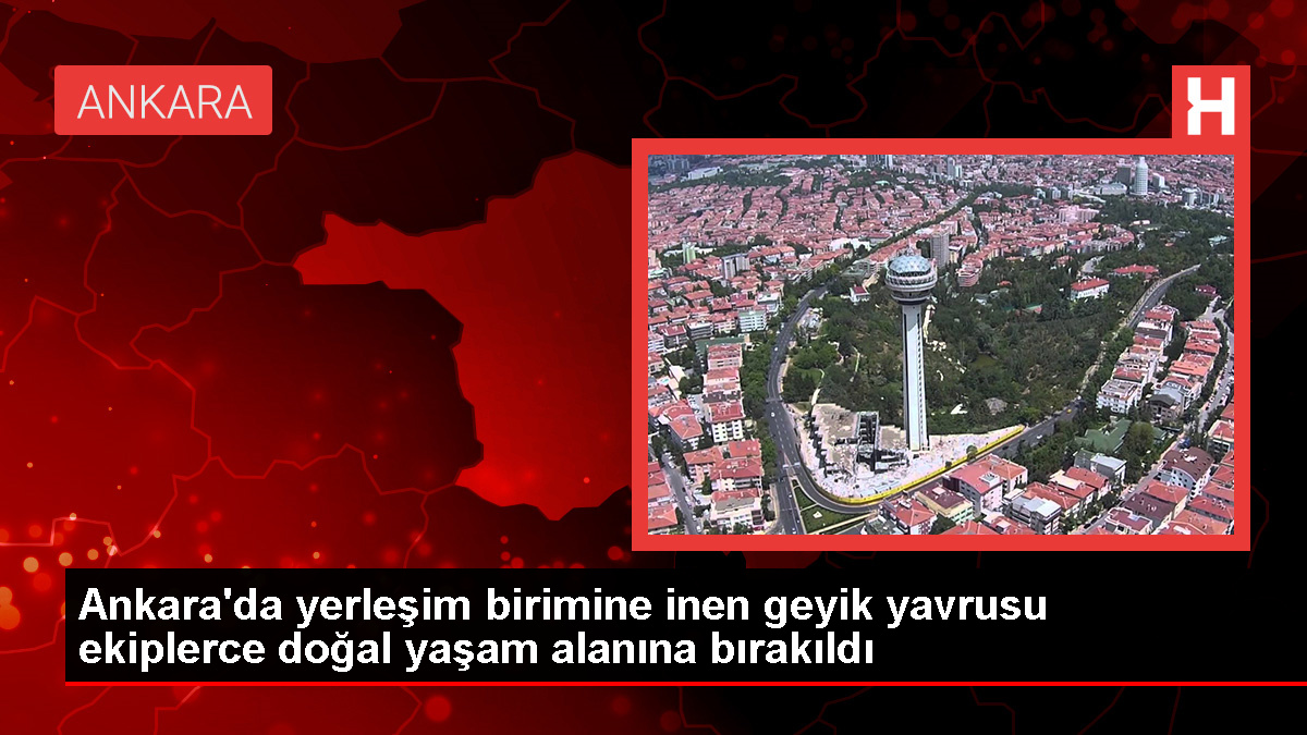 Ankara’da Geyik Yavrusu Doğaya Salındı