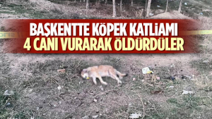 Ankara’da 4 Köpek Tüfekle Vurularak Öldürüldü