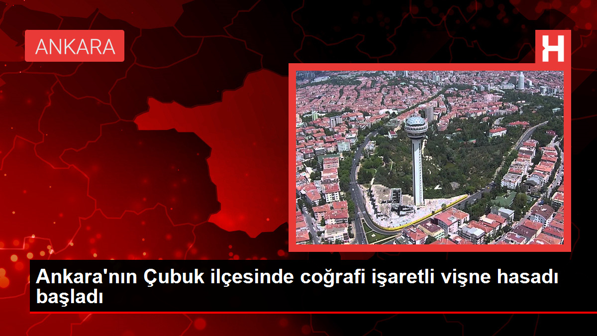 Ankara’nın Çubuk ilçesinde coğrafi işaretli vişne hasadı başladı