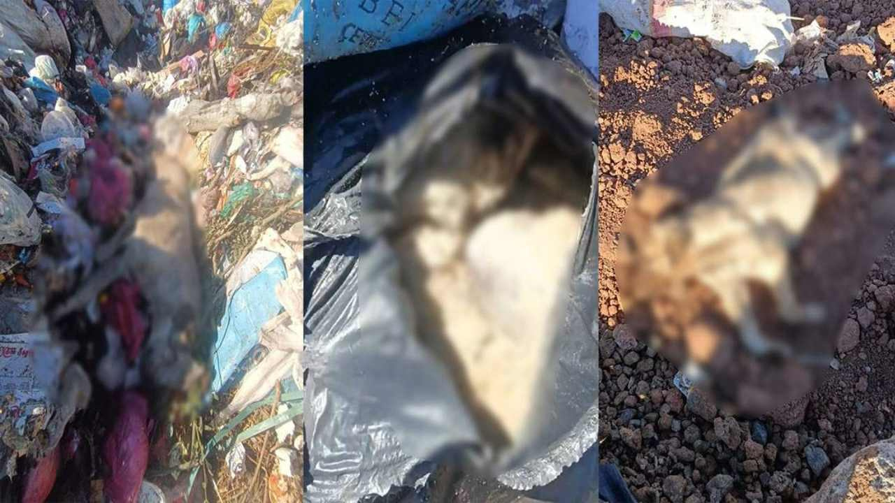 Diyarbakır’da çöp depolama alanında onlarca ölü köpek bulundu